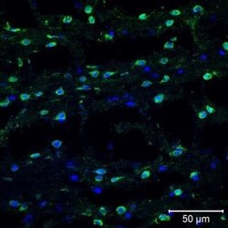 TXNIP Antibody (JY2) - Azide and BSA Free, Novus Biologicals 0.1 mg; Unconjugated:Antibodies,