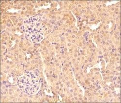 TXNIP Antibody (JY2) - Azide and BSA Free, Novus Biologicals 0.1 mg; Unconjugated:Antibodies,