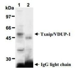 TXNIP Antibody (JY2) - Azide and BSA Free, Novus Biologicals 0.1 mg; Unconjugated:Antibodies,