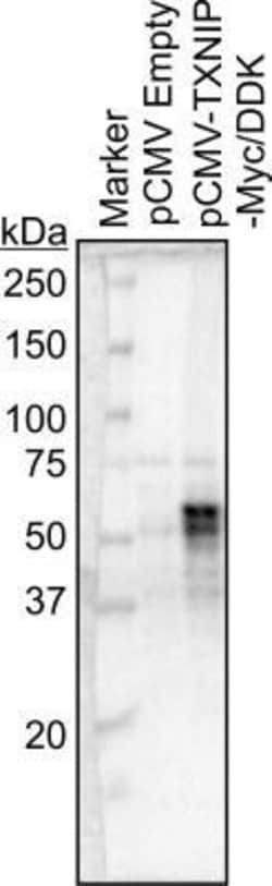 TXNIP Antibody (JY2) - Azide and BSA Free, Novus Biologicals 0.1 mg; Unconjugated:Antibodies,