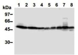 TXNIP Antibody (JY2) - Azide and BSA Free, Novus Biologicals 0.1 mg; Unconjugated:Antibodies,