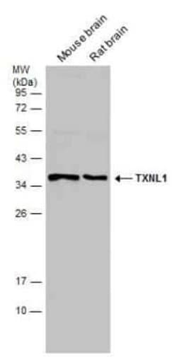 TXNL1 Antibody, Novus Biologicals 100 &mu;g; Unconjugated:Antibodies, Polyclonal
