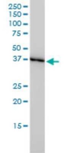 Glutaredoxin 3/GLRX3 Antibody (4B5-2A8), Novus Biologicals 0.1 mg | Buy Online | Novus Biologicals | Fisher Scientific