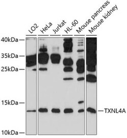 TXNL4A Antibody - BSA Free, Novus Biologicals 0.02 mL, Unconjugated:Antibodies,