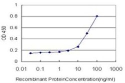 Tafazzin/TAZ Antibody (3C10), Novus Biologicals 0.1 mg | Buy Online | Novus Biologicals | Fisher Scientific