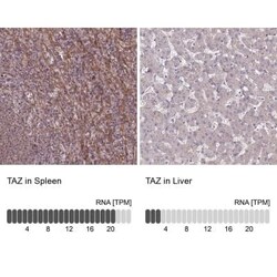 Tafazzin/TAZ Antibody, Novus Biologicals:Antibodies:Primary Antibodies