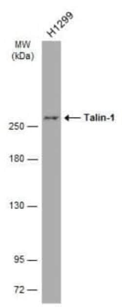 Talin1 Antibody (GT24212), Novus Biologicals 100 &mu;g | Buy Online | Novus Biologicals | Fisher Scientific