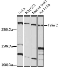 Talin2 Rabbit anti-Human, Mouse, Rat, Clone: 7D1Y0, Novus Biologicals 100
