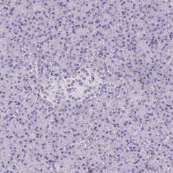 Talin2 Antibody, Novus Biologicals:Antibodies:Primary Antibodies