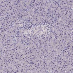 Talin2 Antibody, Novus Biologicals:Antibodies:Primary Antibodies