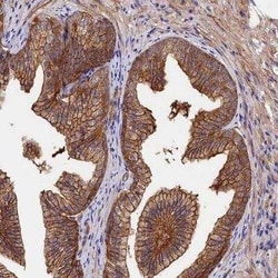 Tankyrase binding protein 1 Antibody, Novus Biologicals:Antibodies:Primary