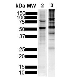 Tau Antibody (1D5) - Pre-formed Fibrils, Novus Biologicals 0.1 mg; Unconjugated:Antibodies,
