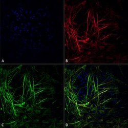 Tau Antibody (3D4) - Pre-formed Fibrils, Novus Biologicals 0.1 mg; Unconjugated:Antibodies,