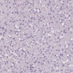 Tau Antibody, Novus Biologicals:Antibodies:Primary Antibodies