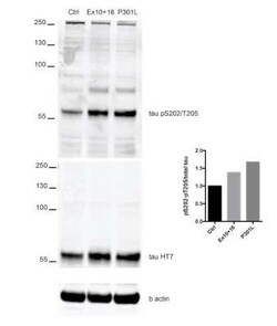 Tau, p Thr205, p Ser202 Antibody (AH36), Novus Biologicals 100 &mu;g | Buy Online | Novus Biologicals | Fisher Scientific