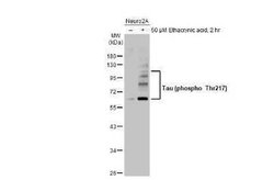 Tau, p Thr217 Antibody, Novus Biologicals 100 &mu;g | Buy Online | Novus Biologicals | Fisher Scientific