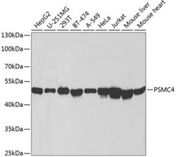 Tbp7 Antibody - BSA Free, Novus Biologicals:Antibodies:Primary Antibodies