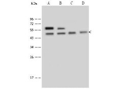 Tbp7 Antibody, Novus Biologicals 100 &mu;g; Unconjugated:Antibodies, Polyclonal