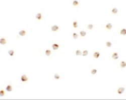 Teashirt homolog 1 Antibody - BSA Free, Novus Biologicals 0.1 mg | Buy Online | Novus Biologicals | Fisher Scientific