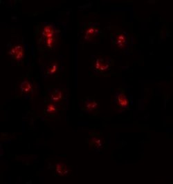 Teashirt homolog 1 Antibody - BSA Free, Novus Biologicals 0.1 mg | Buy Online | Novus Biologicals | Fisher Scientific