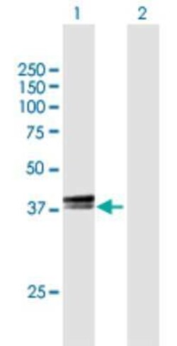 Tef Antibody, Novus Biologicals 0.05 mg | Buy Online | Novus Biologicals | Fisher Scientific