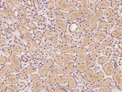 Tenascin X Antibody, Novus Biologicals 100 &mu;g; Unconjugated:Antibodies,