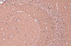 Teneurin-1 Antibody, Novus Biologicals 100 &mu;g | Buy Online | Bio-Techne | Fisher Scientific