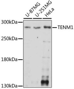 Teneurin-1 Antibody - Azide and BSA Free, Novus Biologicals 0.1 mL, Unconjugated:Antibodies,