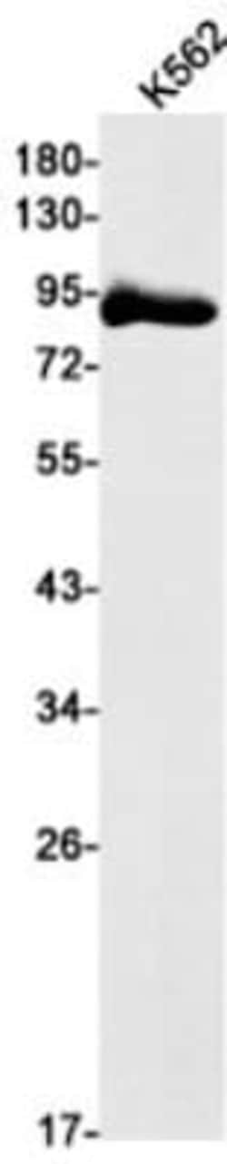 Tensin 4/CTEN Antibody (S06-1F3), Novus Biologicals 100 &mu;g; Unconjugated:Anticorps,