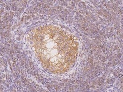 Testis expressed 264 Antibody, Novus Biologicals 50 &mu;g, Unconjugated:Antibodies,