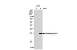 TetR Antibody, Novus Biologicals 100 &mu;g; Unconjugated:Antibodies, Polyclonal