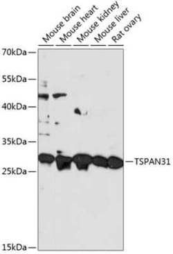 Tetraspanin-31 Antibody - Azide and BSA Free, Novus Biologicals:Antibodies:Primary