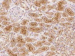 Tetraspanin-5 Antibody, Novus Biologicals:Antibodies:Primary Antibodies