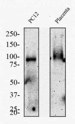TfR (Transferrin R) Antibody (OX26) - Azide and BSA Free, Novus Biologicals
