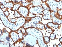TfR (Transferrin R) Antibody (TFRC/1817) - Azide and BSA Free, Novus Biologicals:Antibodies:Primary