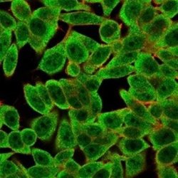 Th-POK Antibody (PCRP-ZBTB7B-1B6) - Azide and BSA Free, Novus Biologicals