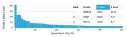 Th-POK Mouse anti-Human, Clone: PCRP-ZBTB7B-1F7, Novus Biologicals:Antibodies:Primary