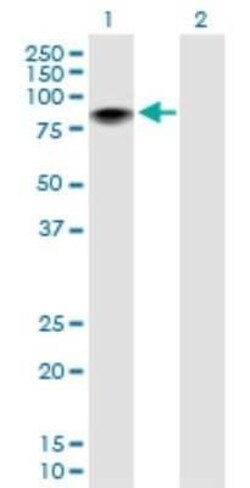 Th-POK Antibody, Novus Biologicals 50 &mu;g | Buy Online | Novus Biologicals | Fisher Scientific