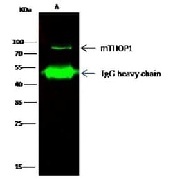 Thimet Oligopeptidase/THOP1 Antibody, Novus Biologicals 50 &mu;g, Unconjugated:Antibodies,