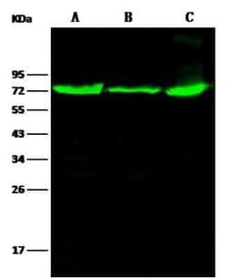 Thimet Oligopeptidase/THOP1 Antibody, Novus Biologicals 50 &mu;g, Unconjugated:Antibodies,