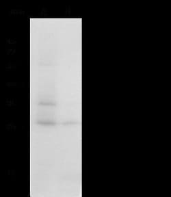 Thioredoxin-1 Rabbit anti-Mouse, Clone: 2, Novus Biologicals 50 &mu;g;