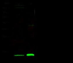 Thioredoxin-2 Rabbit anti-Human, Clone: 1, Novus Biologicals 50 &mu;g | Buy Online | Novus Biologicals | Fisher Scientific