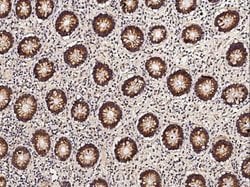 Thioredoxin-2 Rabbit anti-Human, Clone: 54, Novus Biologicals 50 &mu;g;