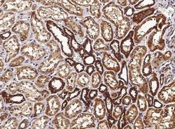Thioredoxin-2 Rabbit anti-Human, Clone: 54, Novus Biologicals 50 &mu;g;
