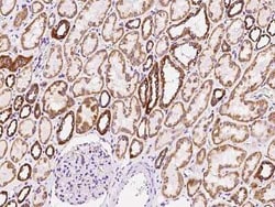 Thioredoxin-2 Antibody, Novus Biologicals:Antibodies:Primary Antibodies