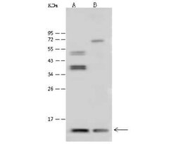 Thioredoxin-2 Antibody, Novus Biologicals:Antibodies:Primary Antibodies