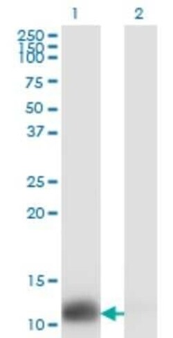 Thioredoxin-1 Antibody (2A7), Novus Biologicals 0.1 mg, Unconjugated:Antibodies,