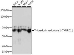 Thioredoxin Reductase 1/TRXR1 Rabbit anti-Human, Mouse, Rat, Clone: 7P1J4, Novus Biologicals 20 &mu;g | Buy Online | Novus Biologicals | Fisher Scientific
