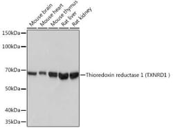 Thioredoxin Reductase 1/TRXR1 Rabbit anti-Human, Mouse, Rat, Clone: 7P1J4, Novus Biologicals 20 &mu;g | Buy Online | Novus Biologicals | Fisher Scientific