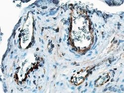 Thrombomodulin/BDCA-3 Antibody (6C8.2F9) - Azide and BSA Free, Novus Biologicals 0.1 mg | Buy Online | Novus Biologicals | Fisher Scientific